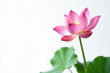 Fototapeta premium Single lotus flower in full bloom against a pure white background, petals, soft, plant
