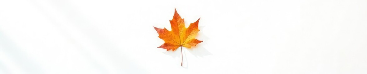 Single maple leaf against a bright white background, fall foliage, leaf