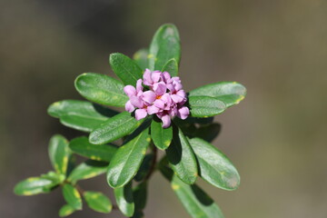 Daphne sericea is a shrubby wild plant with purple flowers