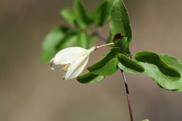 clematis cirrhosa (Evergreen Traveller's Joy) plant in winter