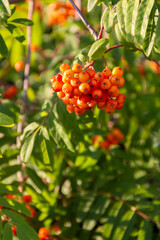  Vibrant orange berries on lush green foliage in sunlight, perfect for nature and botanical themes.