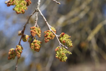 blooms and young leaves of Pistacia terebinthus in spring
