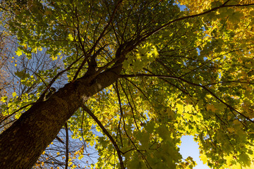 yellow maple foliage on branches in sunny autumn weather
