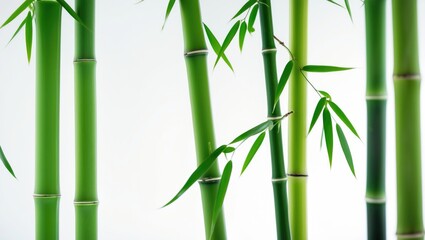 Fresh Bamboo against a white background