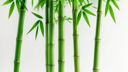 Naklejka premium Fresh bamboo on a white background, isolated.