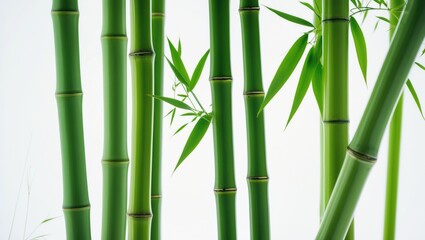 Fototapeta premium Fresh Bamboo on light background