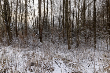 trees and yellow grass in winter after snowfall