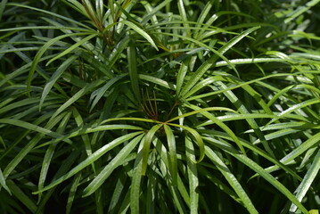 green.leaf,forest,jungle,tropical