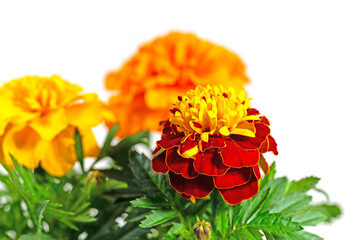 Blühende Tagetes vor weißem Hintergrund