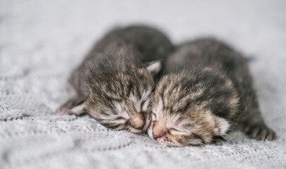Two cute newborn kittens sleep sweetly cuddled up to each other