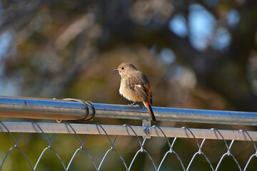 工事用のフェンスにとまった雌のジョウビタキ