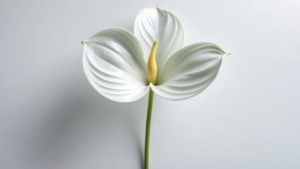 Obraz premium Isolated white flower against a white backdrop. A single exquisite bloom. Various shades of white.