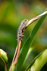 Oriental garden lizard