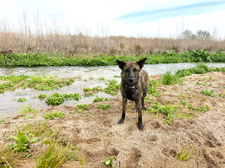 Dog relaxing by the riverbank.