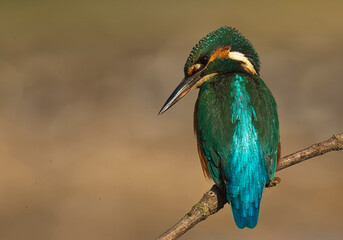 Common Kingfisher (Alcedo atthis), male on a perch at the RSPB Snettisham Nature Reserve, Norfolk, UK.
