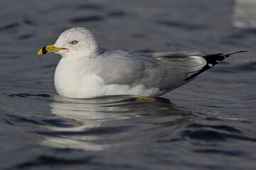 Ring-billed Gull (Larus delawarensis), an adult on the water, Nearctic vagrant to Galway, Eire.