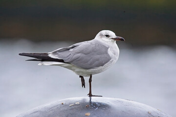 Obraz premium Laughing Gull (Leucophaeus atricilla) in winter plumage, a Nearctic vagrant in Galway, Eire.