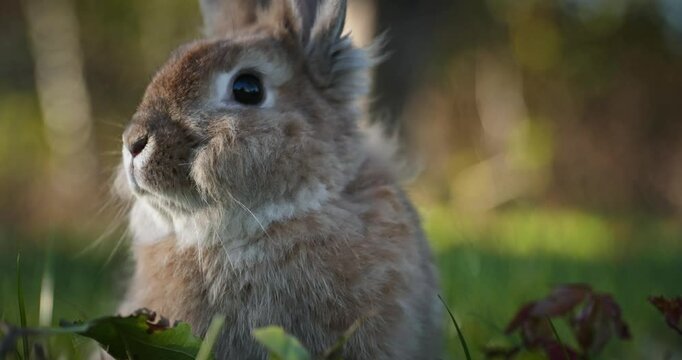 Cute Rabbit on Green Grass 4K 10-bit