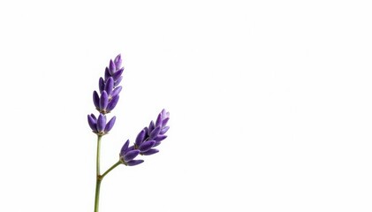 Naklejka premium Single sprig of lavender branch isolated on white background, plant, purple, conifer