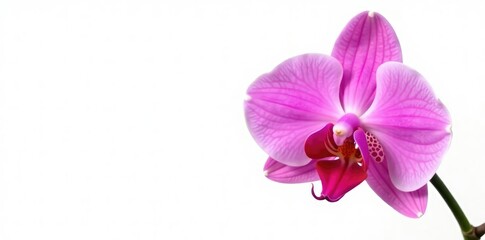 Obraz premium Single orchid blooms in isolation against a clean white background, blossom, orchids, tropical flowers