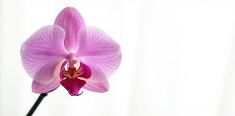 Fototapeta premium Single orchid blooms in isolation against a clean white background, plants, orchids