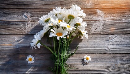 Obraz premium bunch of white chamomiles on gray wooden background in sunlight- 67728