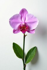 Single orchid on white background with delicate petals, leaves, detail