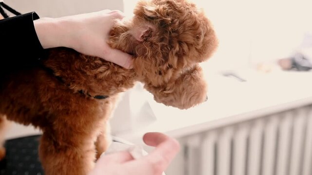 Closeup of a poodles ears being cleaned by a skilled groomer in a pet salon, using safe and precise techniques. Care ensures hygiene, care prevents issues, care promotes wellness grooming service