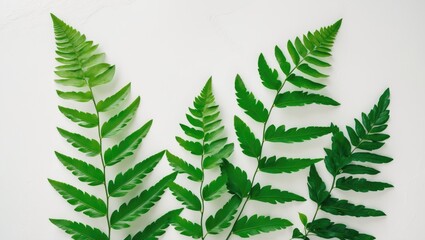 Obraz premium Fern leaves, textured pressed leaves, isolated on a background.