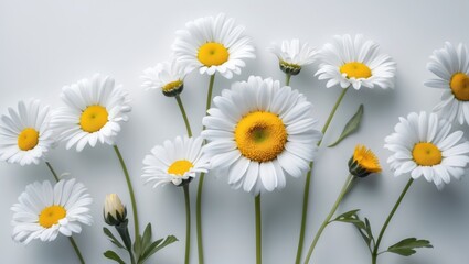 Obraz premium Daisy macro love plant white vegetation summer nature adventure isolated special wild trip plants yellow natural earth single gold fresh perfect wilderness scenery story golden beautiful flowers ga...