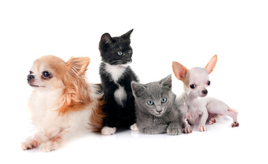 kitten and chihuahuas in studio