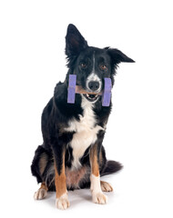 border collie in studio