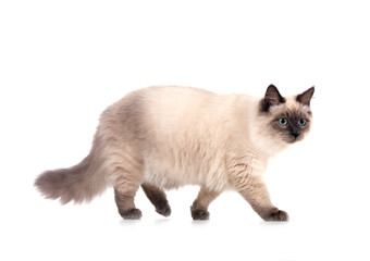 siberian cat in studio