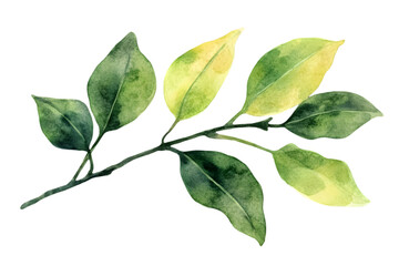 Watercolor Green Leaves on Branch Isolated on Transparent Background in Botanical Illustration Style for Decoration Element with Spring Nature Theme