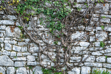 ivy plant has grown deep into the stone wall. natural background with old stone wall and plant