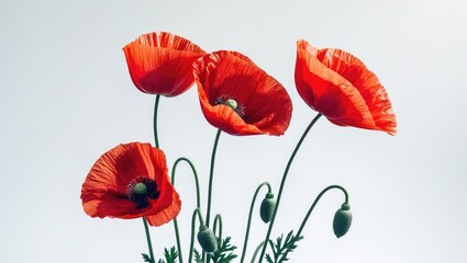 Obraz premium Red poppy flowers on a white background, isolated.