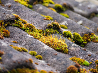 A close-up view of an old, weathered tile roof after winter, covered in vibrant green moss, highlighting the effects of time, nature and moisture on building materials.
