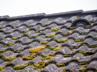 The image shows the top of a weathered tiled roof covered in patches of green moss and a vent,...