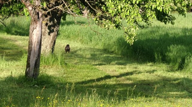 buzzard lands on a meadow