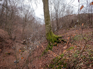 A forested landscape with a large tree covered in moss in the foreground, while discarded waste such as tires and plastic debris litter the valley below, highlighting pollution.