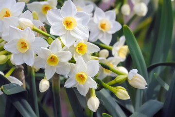 水仙の花(Narcissus)