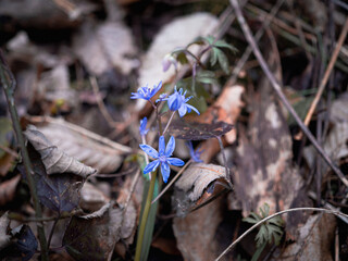 Scilla Siberian Blue is a beautiful ornamental variety. This plant is one of the most popular spring-flowering bulbs. It has blue, bell-shaped flowers.
