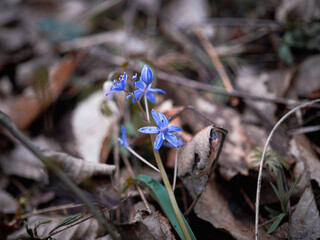 Scilla Siberian Blue is a beautiful ornamental variety. This plant is one of the most popular spring-flowering bulbs. It has blue, bell-shaped flowers.