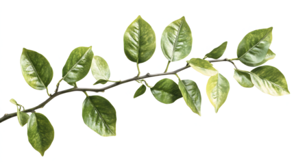 A leafy branch with green leaves. The branch is long and thin