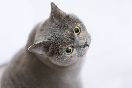 British shorthair blue cat lies on the floor with big eyes open, looking at the camera