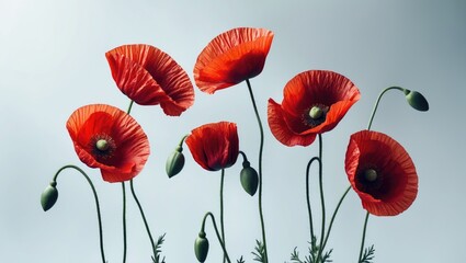 Fototapeta premium Red poppies against a white background with room for text.