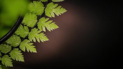 Delicate fern leaves frame