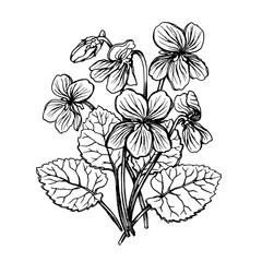 Spring bouquet with flowering Viola odorata (wood violet, sweet, English violet). Black and white outline illustration, hand drawn work isolated on white background