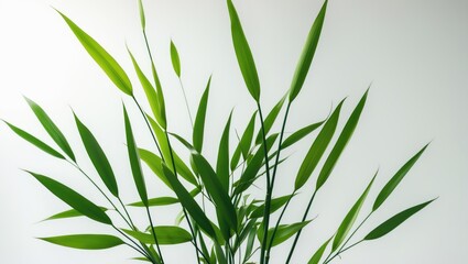 Fototapeta premium Bamboo leaf detached on a white backdrop, Bamboo leaf pattern as a background or wallpaper, Collection or assortment of green bamboo leaves.
