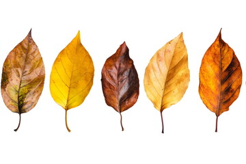 Autumn leaves on a white isolated background